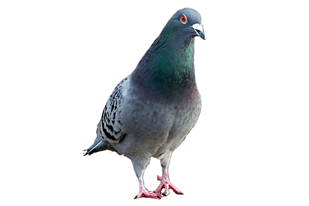 pesky pigeon