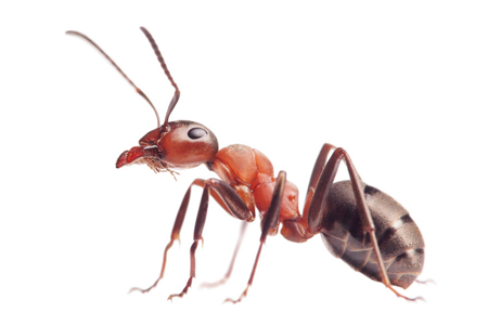 an Ant